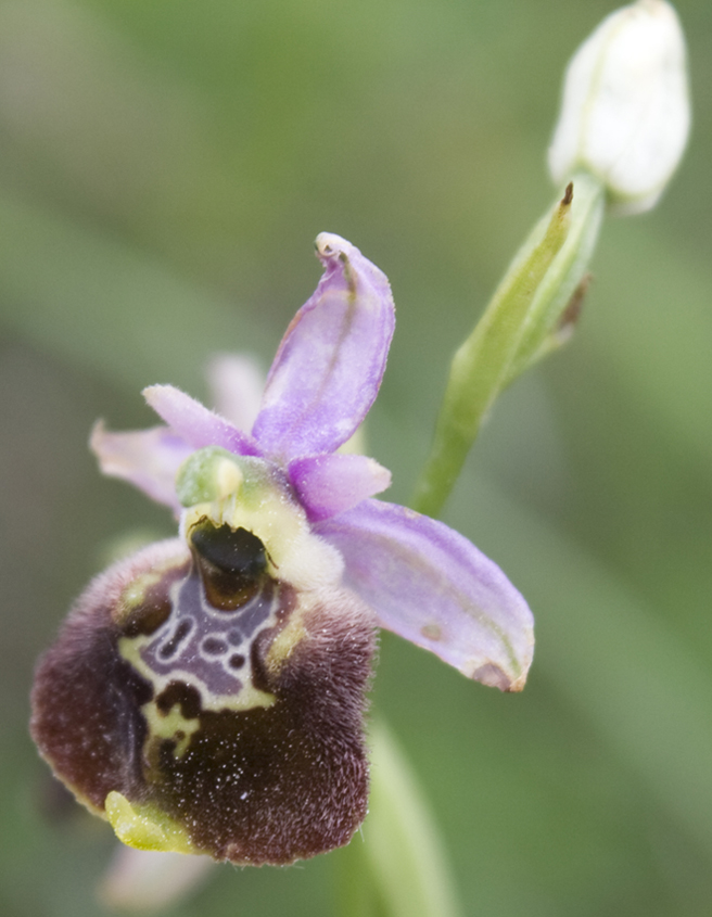 Ophrys, quale?